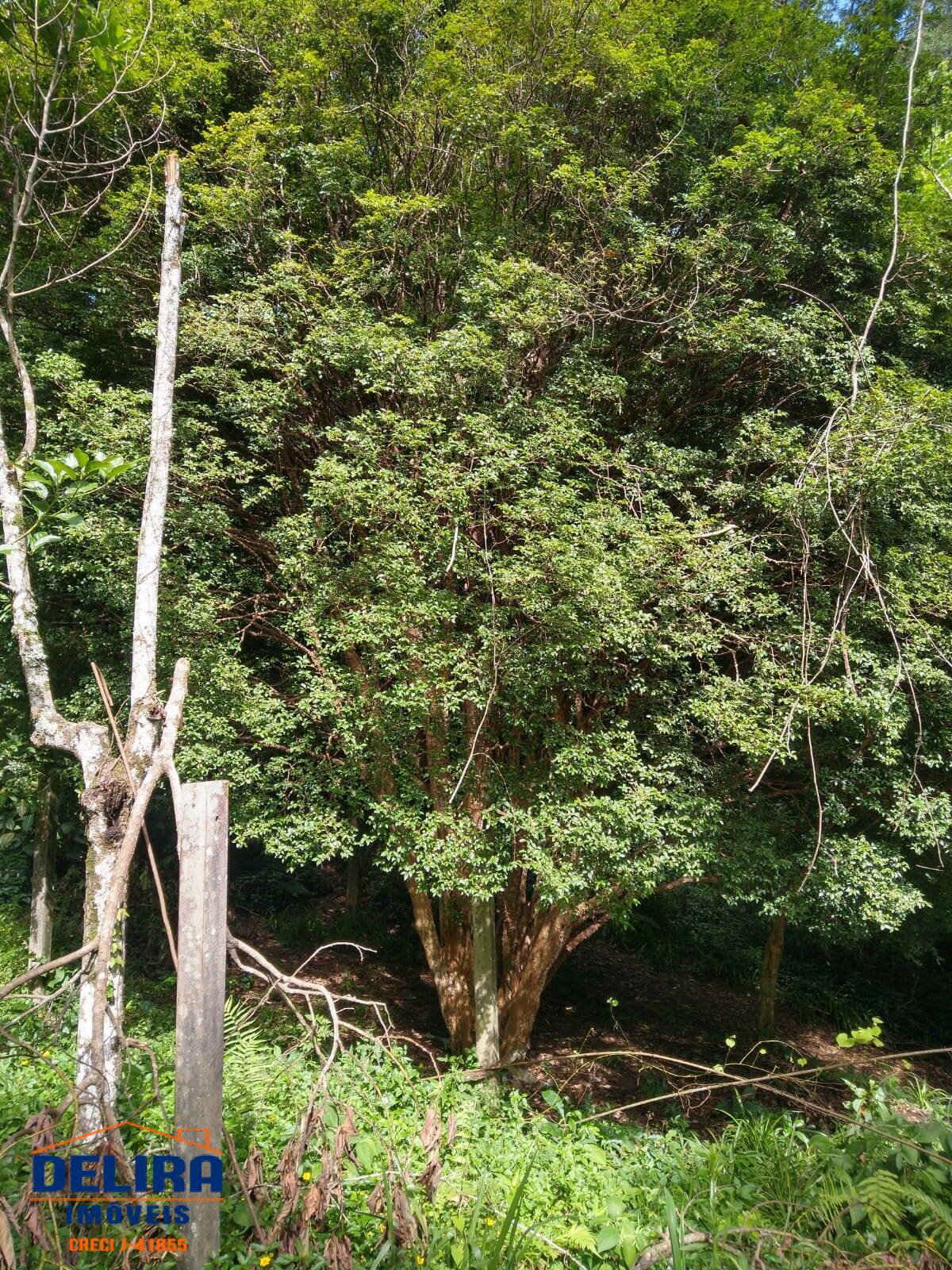 Fazenda à venda com 2 quartos, 126m² - Foto 15